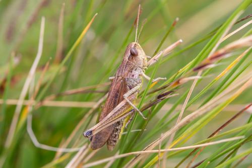 Réf. 296 068 : Pseudochorthippus parallelus parallelus